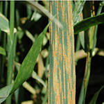 Photo of wheat with stripe rust