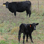 Decorative Cow and Calf