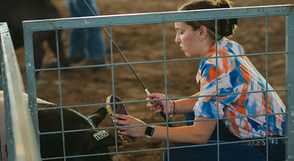4-h at the fair in the ring with their pig project