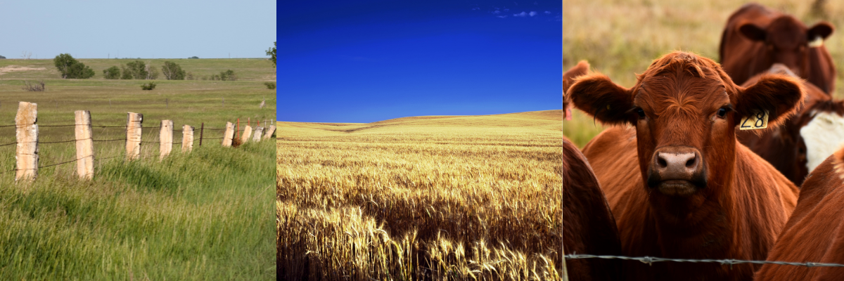 January 2026 Ag News Roundup K-State Research and Extension Snow on fence