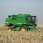 Green combine in the corn field cutting corn