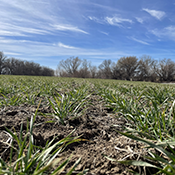 green wheat in the field as it is just starting to grow