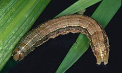 Fall Armyworm