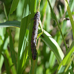 Fall Armyworm on a leaf of corn