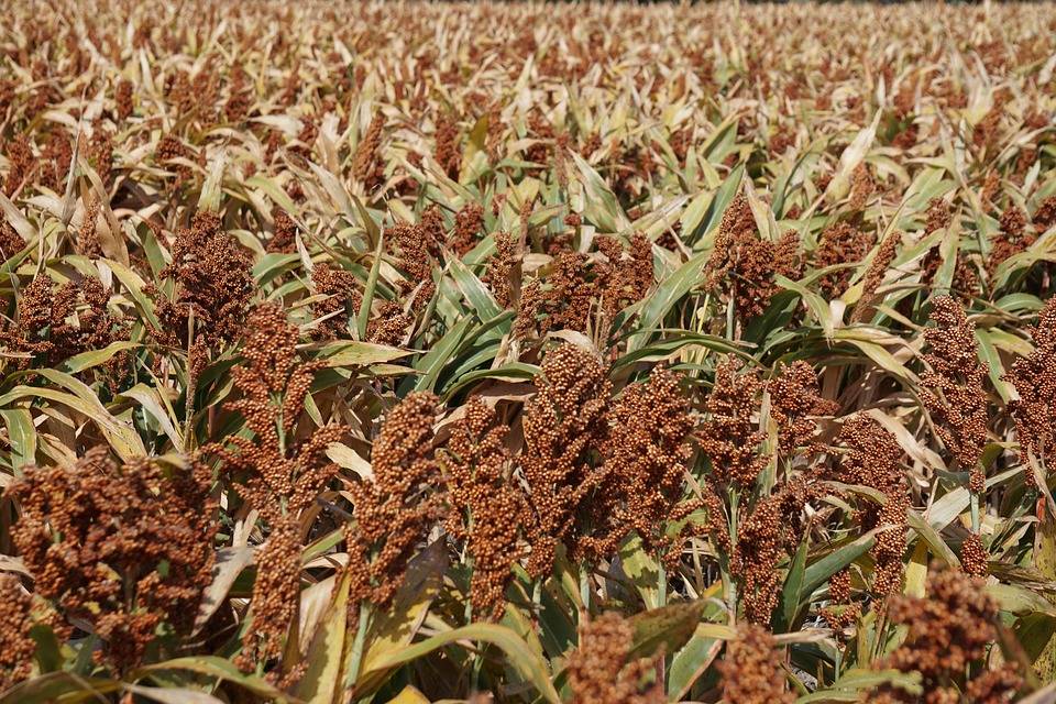 Milo Field