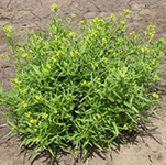 Mustard weed in the field