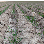Is winter a good time to apply anhydrous ammonia fertilizer to my crop fields?