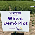 Replicated Wheat Plot