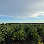 Soybean Field