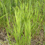 Sulfur Deficiency in Wheat