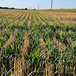 Wheat Stubble