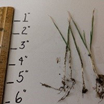 Measuring the Growth of Wheat