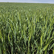 Wheat when it is green and just growing in the field