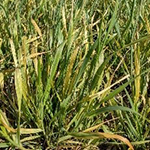 Wheat streak mosaic which is yellow and streaked colored wheat