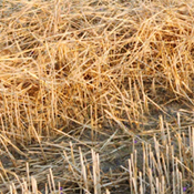 Wheat Stubble