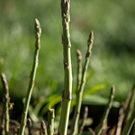Asparagus in the garden