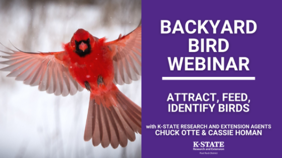 Backyard Bird Webinar