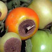 Tomatoes that have brown on the bottom