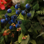 Blueberries