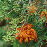 Decoration Cedar Apple Rust