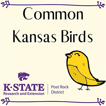 Common Kansas Birds 