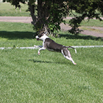 Photo of dog playing in grass 
