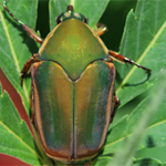 Green June bug