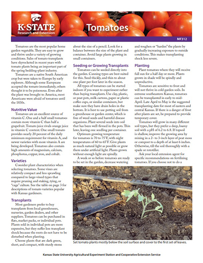 Growing Tomatoes Guide