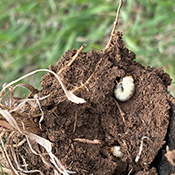 Grub in the dirt