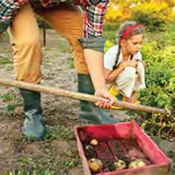 Harvesting Potatoes little girl in red wagon and adult with a shovel