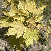 Iron Chlorosis