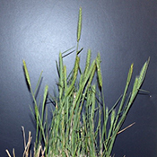 Little barley