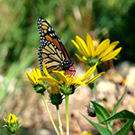 Monarch butterfly sitting on yellow perrenials