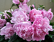 Pink Peonies