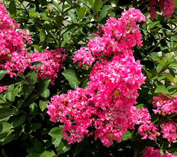 Red Flowers