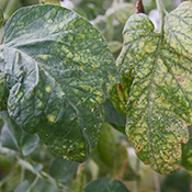 Greenish looking leaves with tiny mites