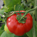 Tomato Tips