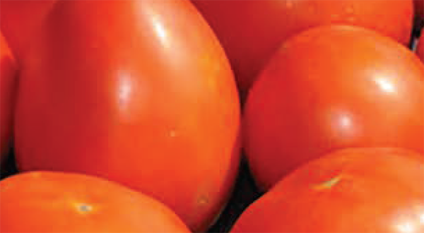 Group of tomatoes (