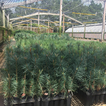Tree Seedlings
