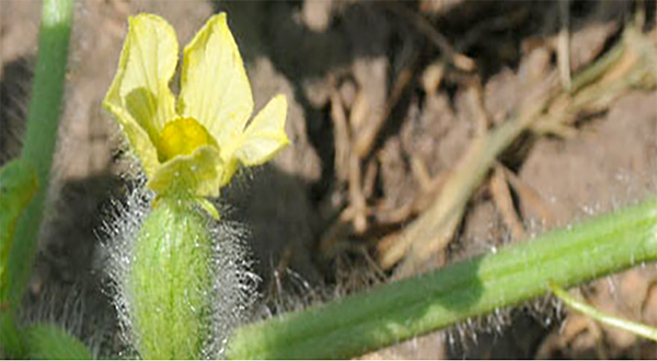 Vegetable Garden Planting Guide words with a bloom of a yellow vegetable in background