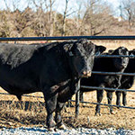 Beef Management Tips for February