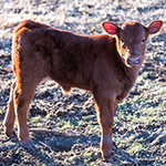 Calf