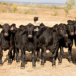 Understanding Internal Parasites in Beef Cattle