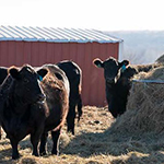 Cattle Eating Hay