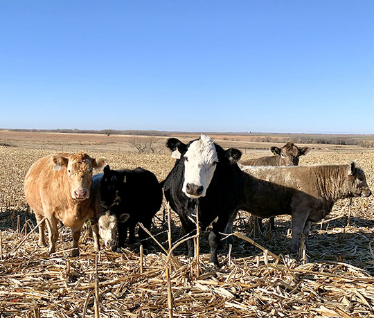 Cattle on Fall Stalks