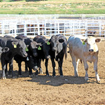 Weaned Calves
