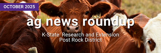 October 2025 Ag News Roundup K-State Research and Extension red cows standing in a field